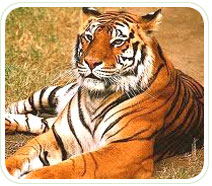 wildlife india